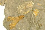 Plate Of Starfish, Edrioasteroids, Crinoid & Trilobite - Pos/Neg #254040-3